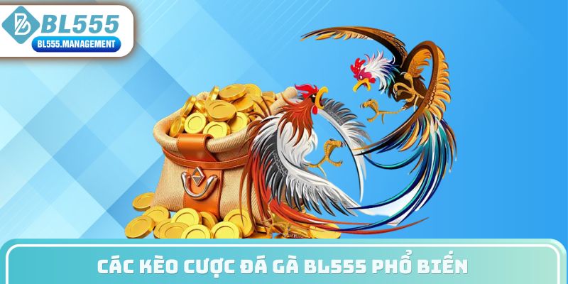 Các kèo cược đá gà BL555 phổ biến