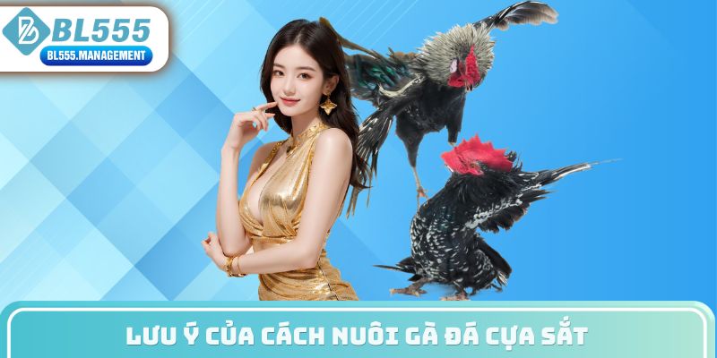 Lưu ý của cách nuôi gà đá cựa sắt