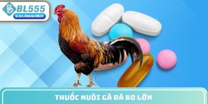 thuốc nuôi gà đá bo lớn